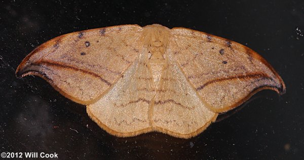Drepana arcuata - Arched Hooktip Moth