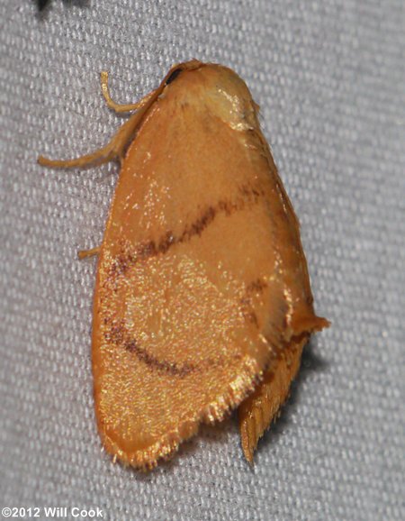 Tortricidia pallida - Red-crossed Button Slug Moth
