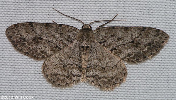 Ectropis crepuscularia - Small Engrailed