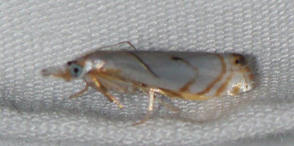 Microcrambus biguttellus - Gold-stripe Grass-veneer