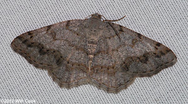 Digrammia ocellinata - Faint-spotted Angle