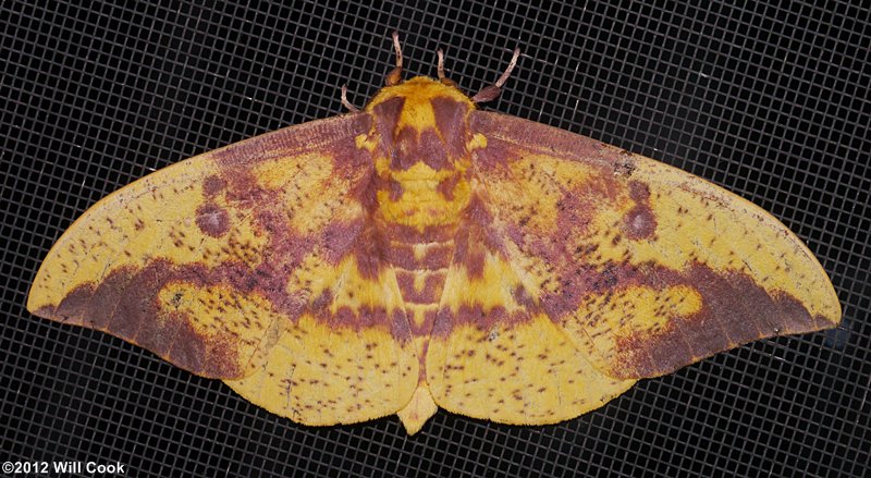 Imperial Moth (Eacles imperialis)