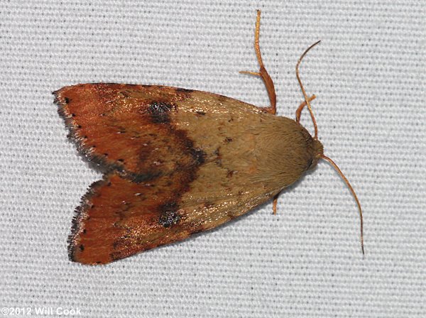 Heliocheilus lupatus - Spotted Straw Moth