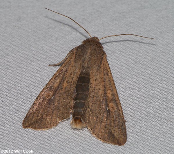 Mythimna unipuncta - Armyworm Moth