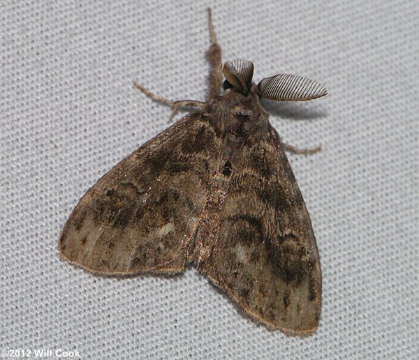 Orgyia definita - Definite Tussock Moth