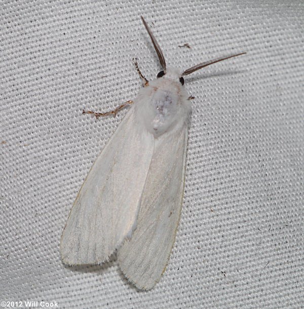 Virginian Tiger Moth/Yellow Bear (Spilosoma virginica)