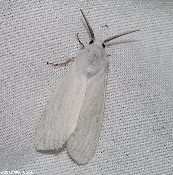 Virginian Tiger Moth/Yellow Bear (Spilosoma virginica)