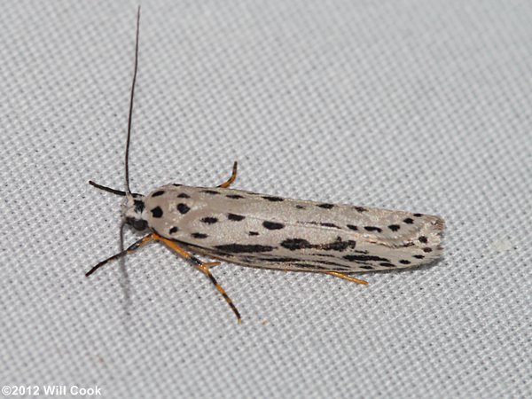 Ethmia zelleriella - Zeller's Ethmia Moth