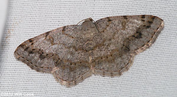 Digrammia ocellinata - Faint-spotted Angle