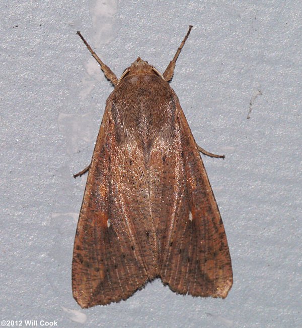 Mythimna unipuncta - Armyworm Moth