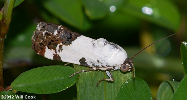Tarache aprica - Exposed Bird-dropping Moth