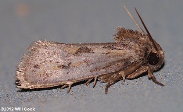 Acrolophus popeanella - Clemens' Grass Tubeworm Moth