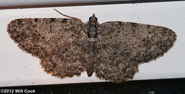Ectropis crepuscularia - Small Engrailed