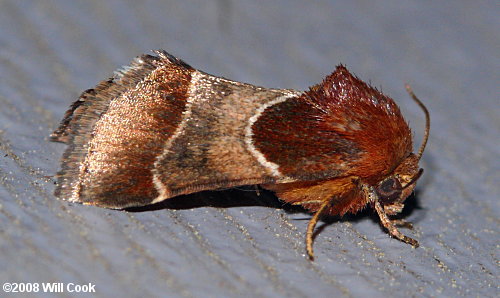 Schinia arcigera - Arcigera Flower Moth