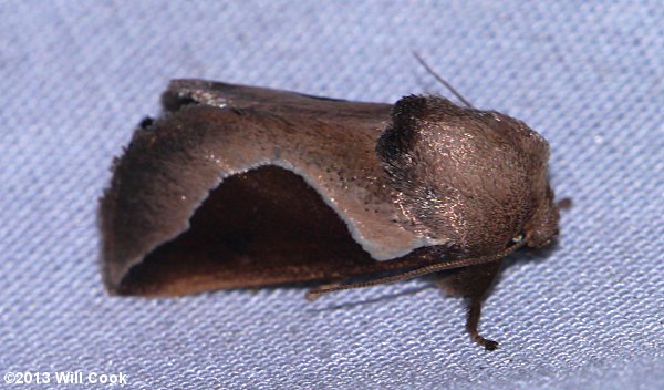 Prolimacodes badia - Skiff Moth