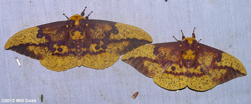 Imperial Moth (Eacles imperialis)