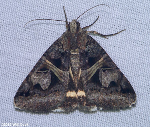 Drasteria grandirena - Figure-seven Moth