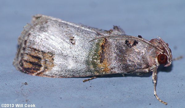 Oneida lunulalis - Orange-tufted Oneida Moth