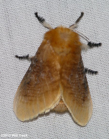 Megalopyge opercularis - Southern Flannel Moth