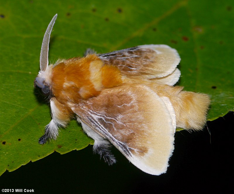Megalopyge opercularis - Southern Flannel Moth