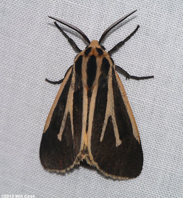 Apantesis phalerata - Harnessed Tiger Moth