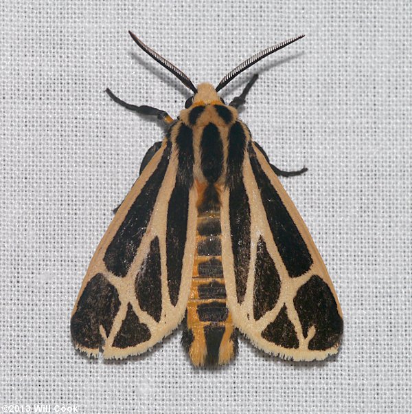 Apantesis phalerata - Harnessed Tiger Moth
