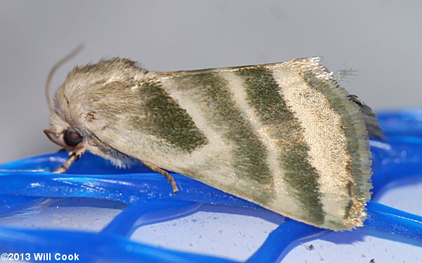 Schinia trifascia - Three-lined Flower Moth