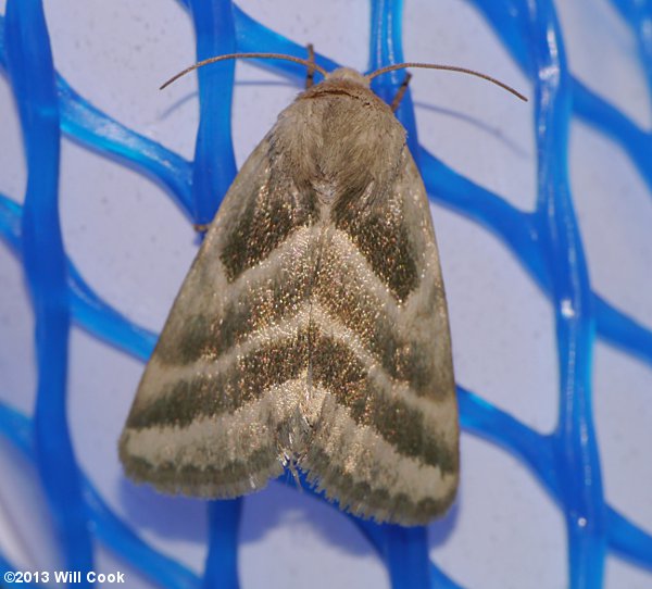 Schinia trifascia - Three-lined Flower Moth
