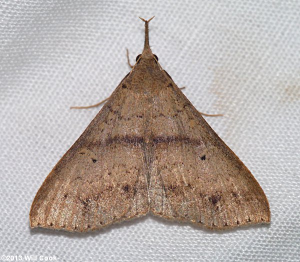 Renia adspergillus - Speckled Renia Moth