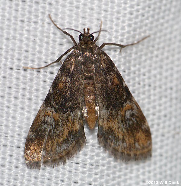 Elophila obliteralis - Waterlily Leafcutter Moth
