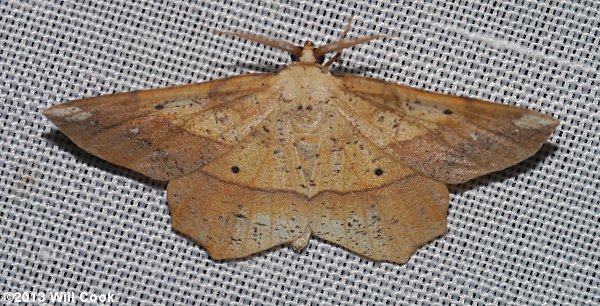 Euchlaena pectinaria - Forked Euchlaena Moth