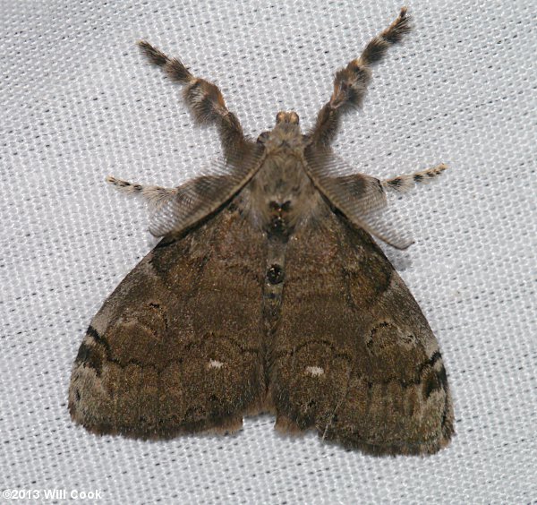 Orgyia leucostigma - White-marked Tussock Moth