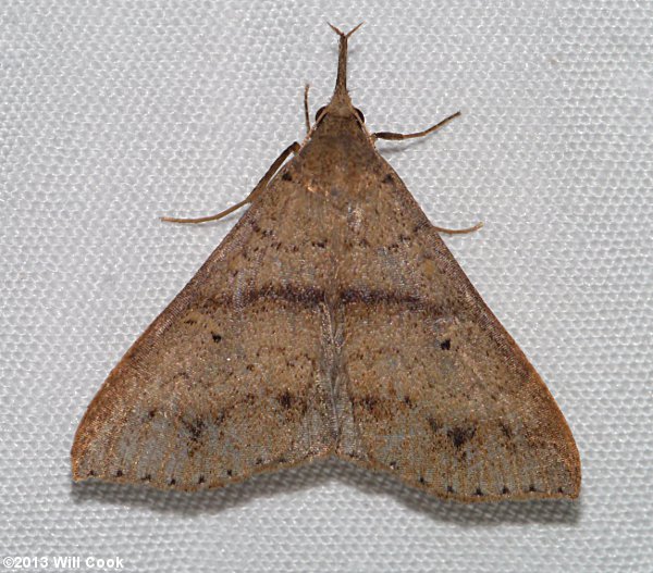 Renia adspergillus - Speckled Renia Moth