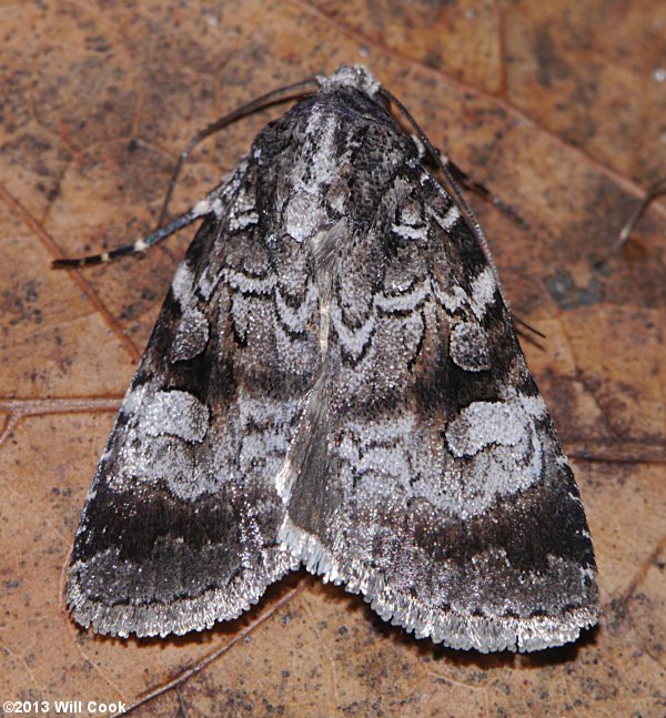 Feltia geniculata - Knee-joint Dart Moth
