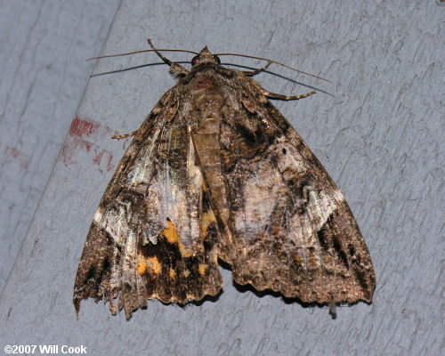 Euparthenos nubilis - Locust Underwing