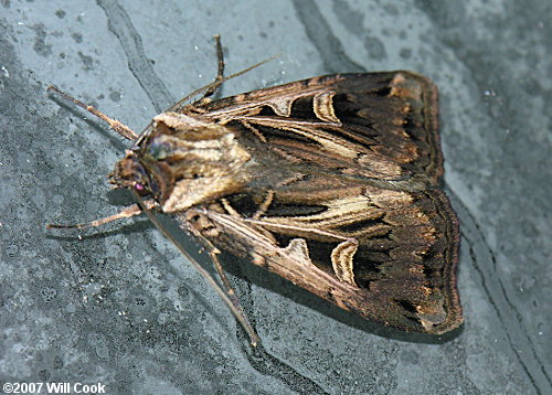 Feltia jaculifera - Dingy Cutworm Moth