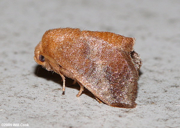 Isa textula - Crowned Slug Moth