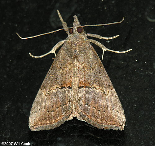Hypena scabra - Green Cloverworm Moth