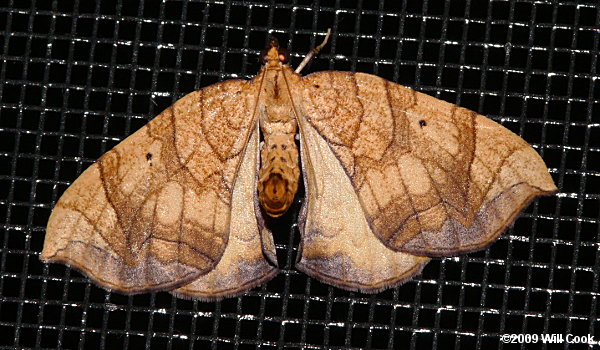 Eulithis gracilineata - Greater Grapevine Looper