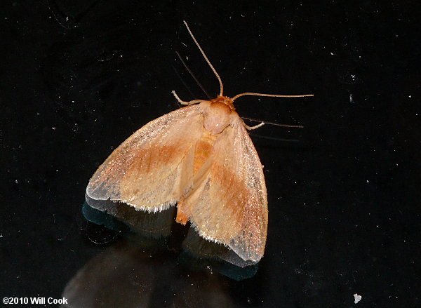 Tortricidia testacea - Early Button Slug Moth