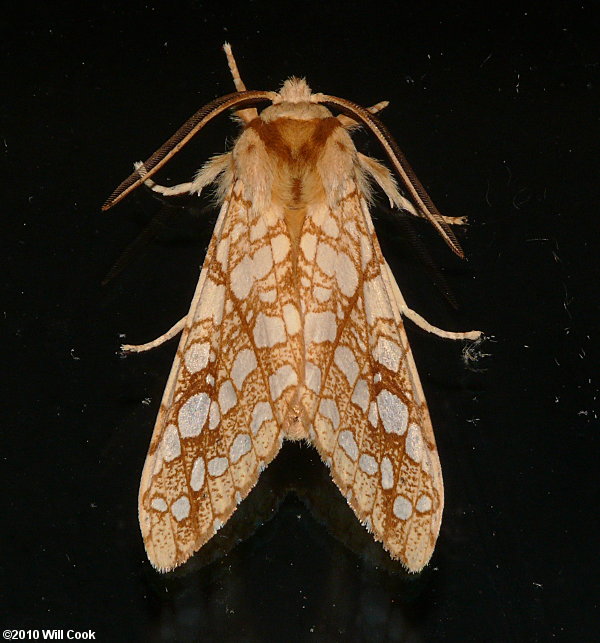 Lophocampa caryae - Hickory Tussock Moth