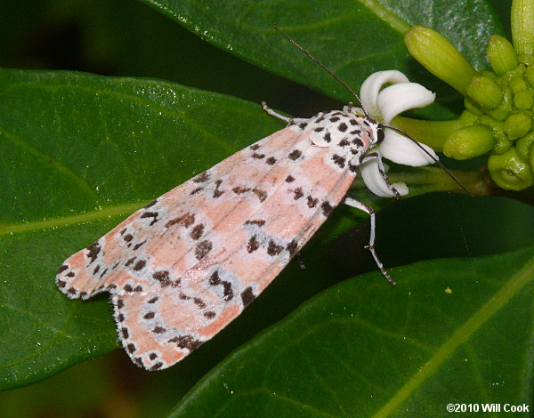 Utetheisa ornatrix - Ornate Bella Moth