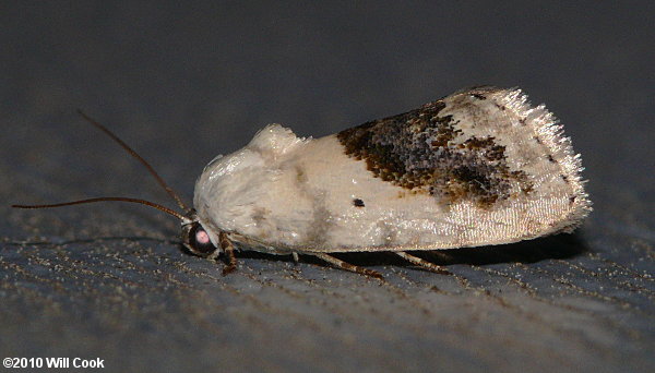 Ponometia erastrioides - Small Bird-dropping Moth