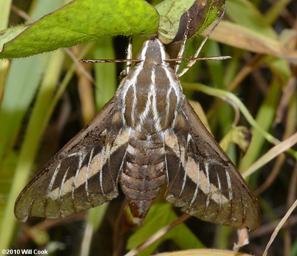 Hyles lineata - White-lined Sphinx