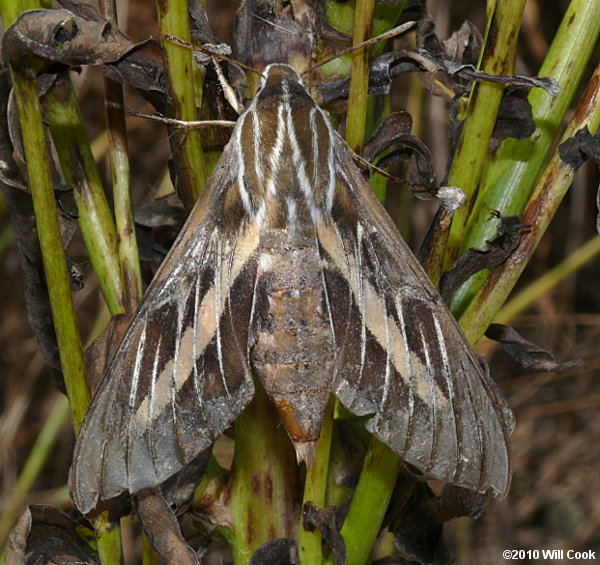 Hyles lineata - White-lined Sphinx