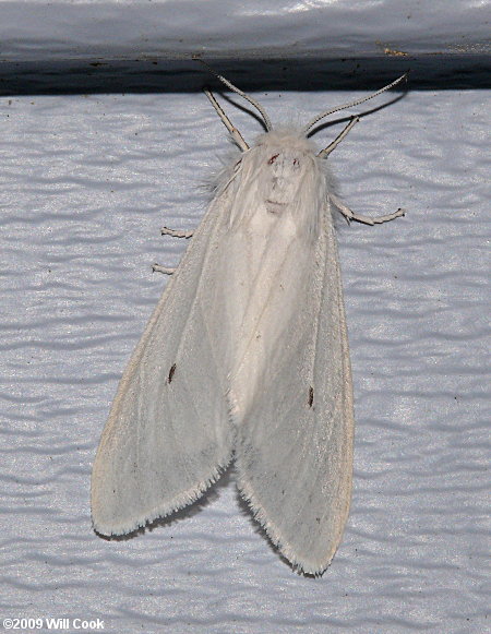 Virginian Tiger Moth/Yellow Bear (Spilosoma virginica)