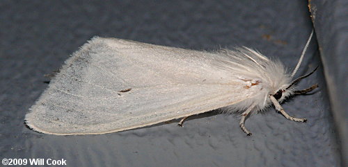 Virginian Tiger Moth/Yellow Bear (Spilosoma virginica)