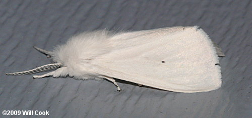 Virginian Tiger Moth/Yellow Bear (Spilosoma virginica)