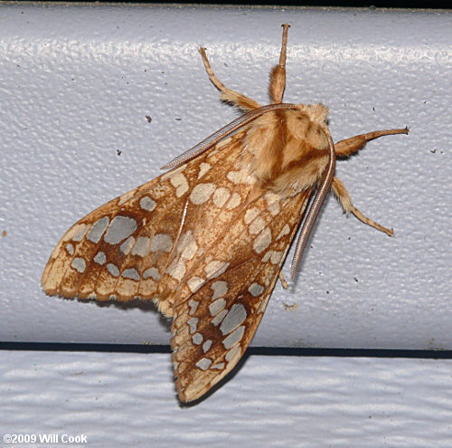Lophocampa caryae - Hickory Tussock Moth
