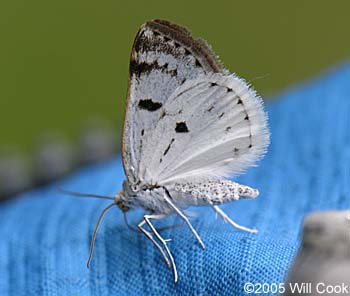 Lomographa semiclarata - Bluish Spring Moth